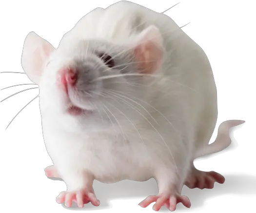 Wistar Furth Inbred Rats Wfnhsd Wistar Rat Png Rat Transparent Background