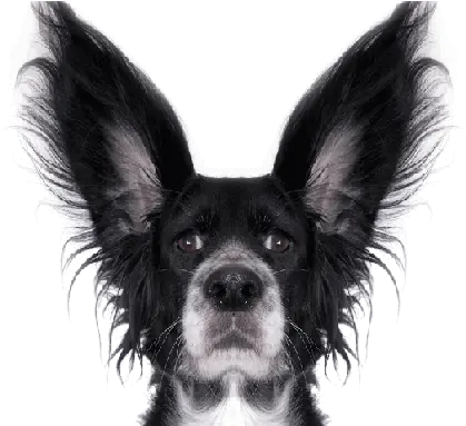 Dog Ear Crop Funny Dog Transparent Background Png Dog Ears Png