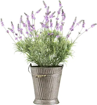 Flowers For Cemeteries Inc English Lavender Png Lavender Png