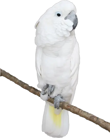 White Parrot Transparent Png Picture Cockatoo Parrot Png Parrot Png