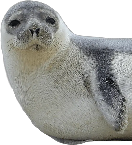 Seal Png 1 Image Seal Animal Png Seal Png