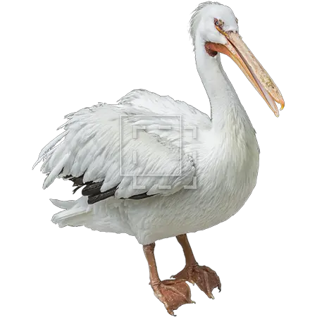 White Birds Pelicans Photo 2558 Transparentpng Pelican Pelicans Logo Png