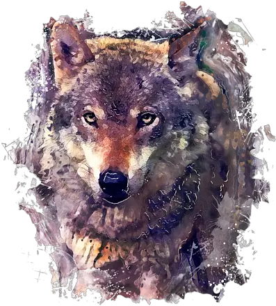 Wolf Watercolor Painting T Shirt Wolf Watercolor Painting Png Wolf Transparent