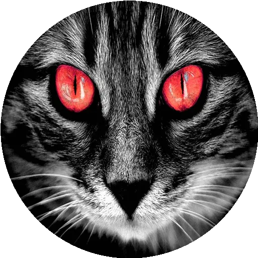 Creepy Horror Stories Cats With Red Eyes Png Creepy Eye Png