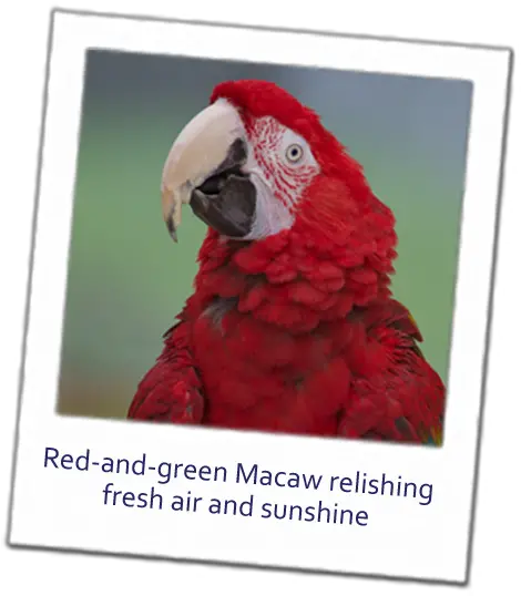 Make A Change For Parrots Macaw Png Parrot Transparent