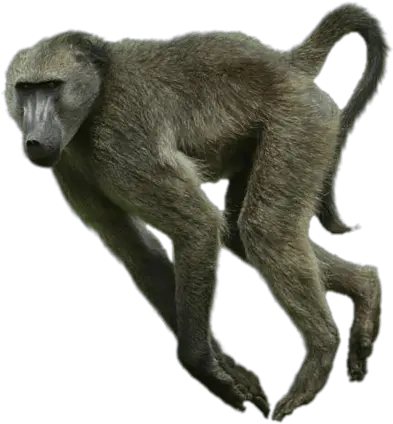 Running Baboon Png Photo 13 Free Png Download Image Baboon Png Running Png