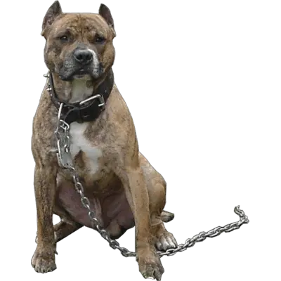 Angry Dog Png Hd Transparent Hdpng Images Pluspng Taukeer Editz All Png Dog Png Transparent