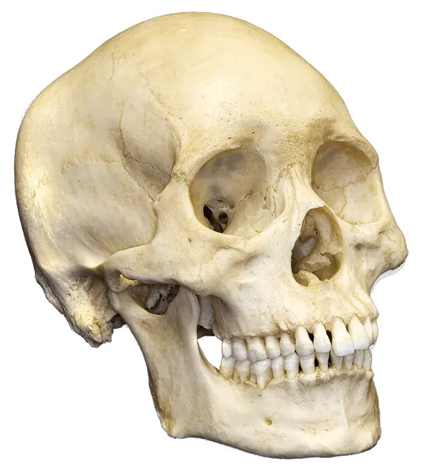 Creepy Skull Png