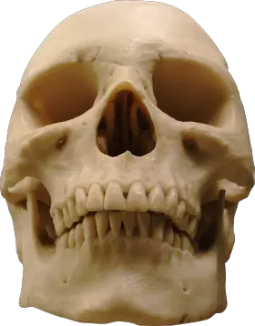 Black And White Skull Png