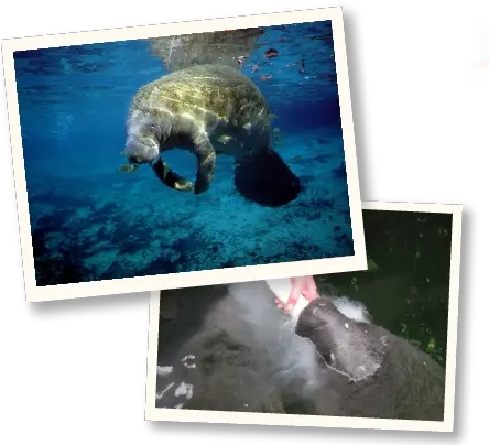 Manatee Health And Conservation Summer Aquatic Animal Manatees College Png Manatee Png