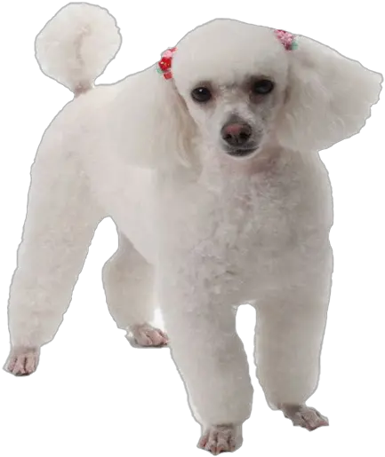 White Poodle Png Image Toy Poodle Poodle Png