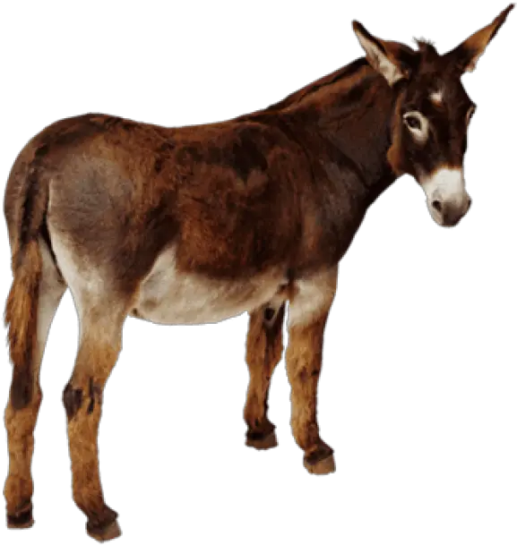 Donkey Png10 Photo 1554 Free Transparent Png Images On Donkey Png Free Transparent Images