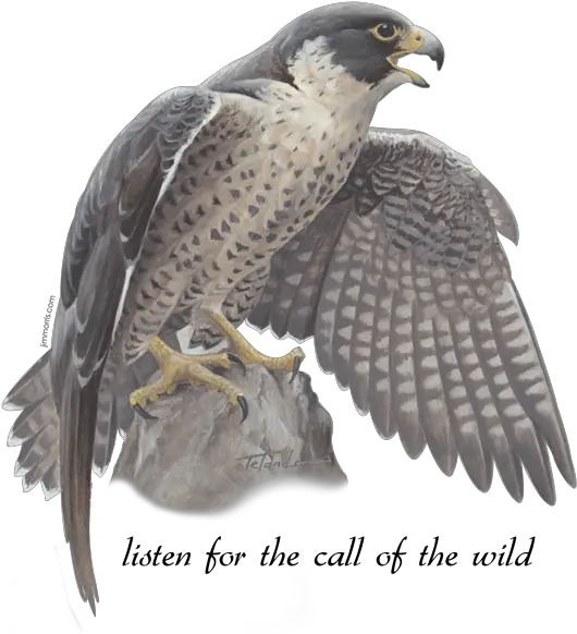 Download Peregrine Falcon Falcon Png Falcon Png