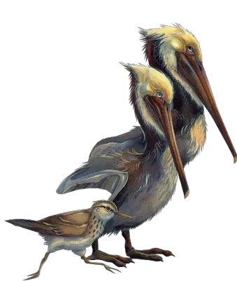 Index Of Png Pelican