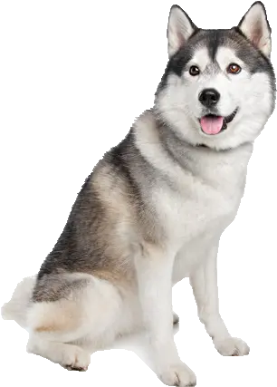 Husky Png 4 Image Siberian Husky Husky Png