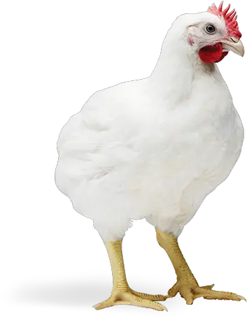 South Carolina Poultry Federation Broiler Png Chicken Transparent