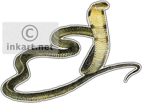 Download Hd King Cobra Decal King Cobra Throw Blanket Drawing Png King Cobra Png