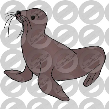 Sea Lion Picture For Classroom Steller Sea Lion Png Sea Lion Png