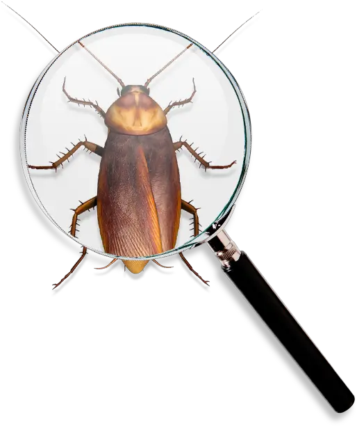 Raid U2013 Sc Johnson Png Cockroach Icon