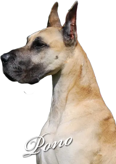 Moonriver Great Danes Pono Great Dane Png Great Dane Png