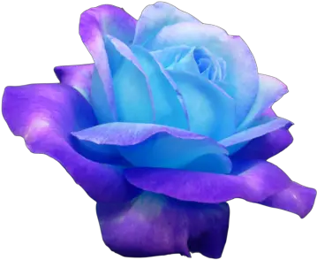 Transparent Flowers Morphua Ok Heres Another One I Wanted Beautiful Flowers Flowers Png Blue Flower Transparent Background