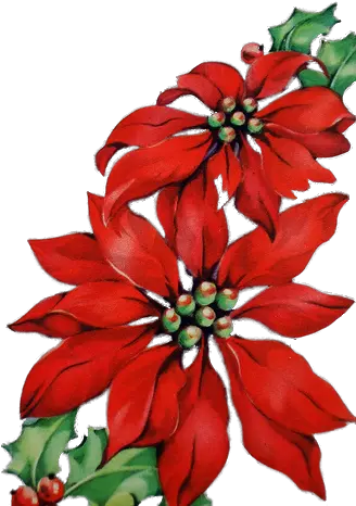 Christmas Card Art Christmas Flower Paint Png Poinsettia Png