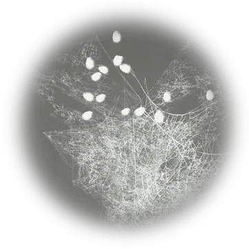 Cobweb Bdo Codex Monochrome Png Cobwebs Png