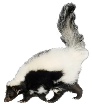 Skunk Removal Prevention Polecat Skunk Png Skunk Transparent