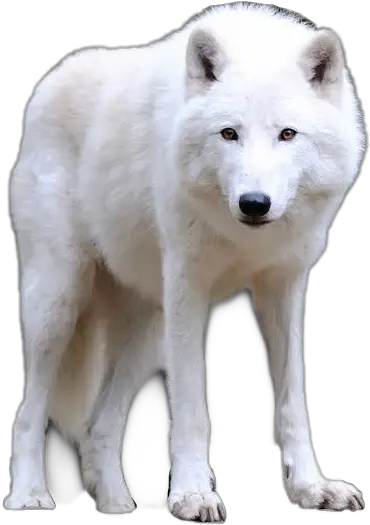 Lobo Albino Wolf Omega Sticker By Roxy Big Wolf Png Wolf Transparent Background