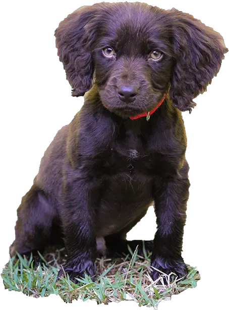 The Great Camden Boykin Spaniel Puppy Hunt Classically Boykin Spaniel Puppy For Sale In Sc Png Puppies Png