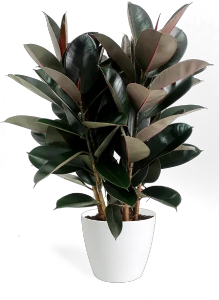 Ficus Burgundy Bush Ficus Burgundy Png Bush Plant Png