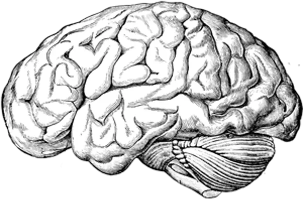 Human Brain A Text Human Brain Anatomy Drawing Png Human Brain Png