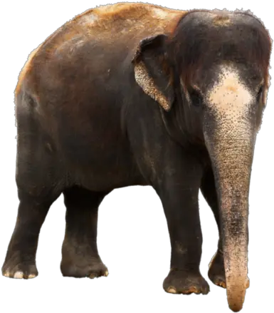 Elephant Png Clipart 4 Photo 5405 Transparent Image Science Trivia About Animals Elephant Clipart Transparent