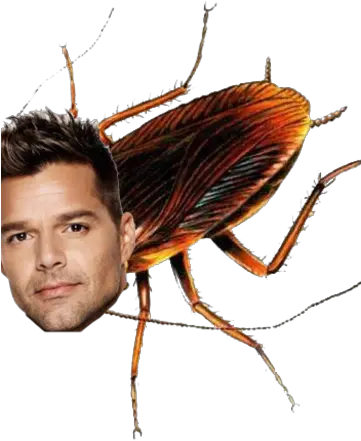 Ricky Roach Ultimate Catman Wiki Fandom Animals Breathing Through Spiracles Png Roach Png