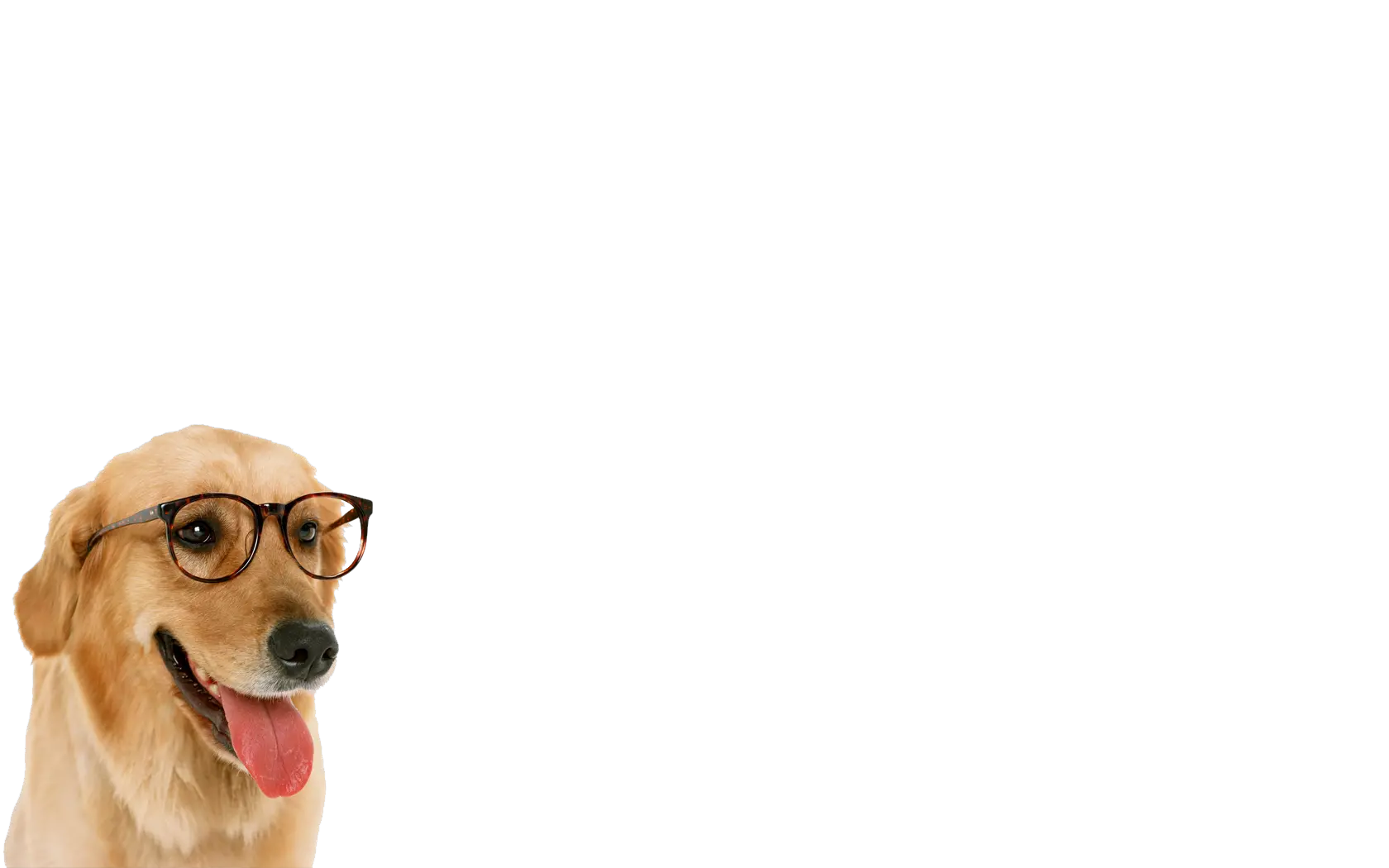 Doge Png Download Free High Quality Dog Png Transparent Funny Dog Png Doge Transparent Background