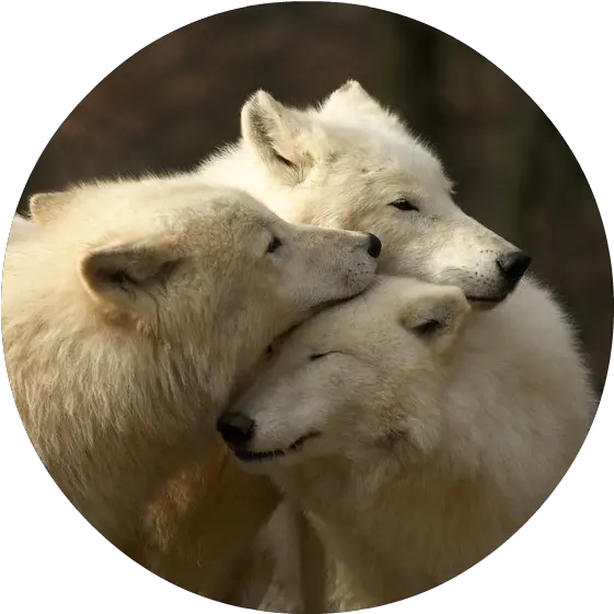 Download White Wolves Png Image With No Being A Family Means You Are A Part Of Something Very Wonderful Wolf Wolves Png