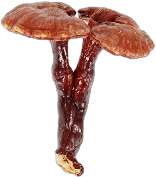 Reishi Lingzhi Mushroom Pieces Cure With Earth Lingzhi Mushroom Png Mushroom Png