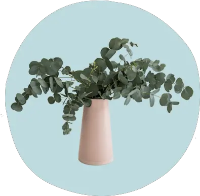 5 Easy Houseplants That Double As Self Care Reminders Peace That Surpasses All Understanding Png Hanging Ivy Png