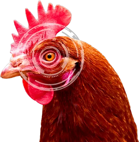 Vision Of Poultry Lohmann Breeders Comb Png Chicken Head Icon