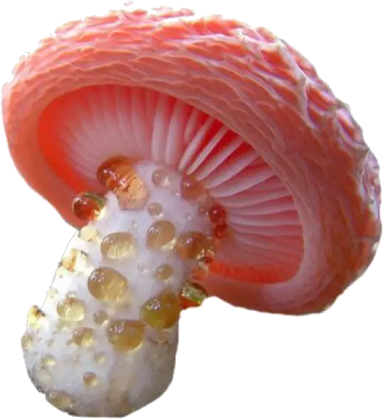 Cred Exotic Mushroom Png Mushroom Png