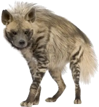 Hyena Png Striped Hyena Png Hyena Png