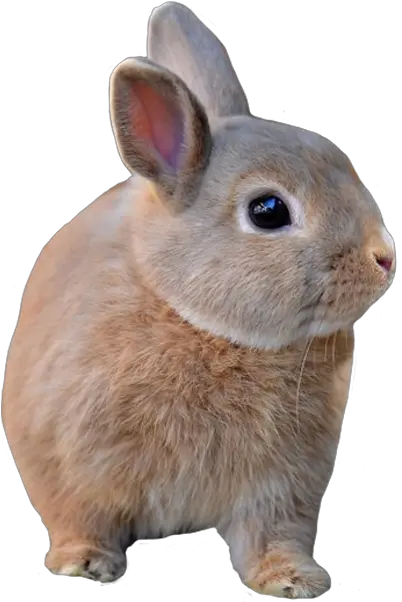 Transparent Animals Domestic Rabbit Png Rabbit Transparent