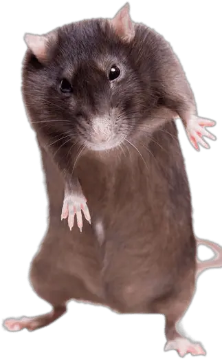 Ratstanding Up White Background Rat Standing Up White Background Png Rat Transparent Background