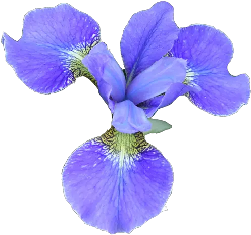 Iris Flower Png Transparent Image Iris Flower Image Transparent Png Iris Flower Png