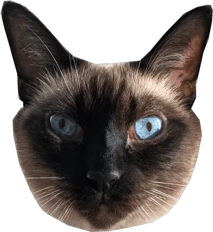 Ultimate Cat Siamese Cat Head Transparent Png Cat Head Png