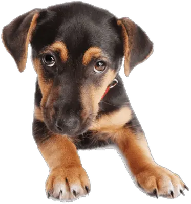 Puppy Dog Face Transparent Png Transparent Background Dog Face Png Dog Face Png