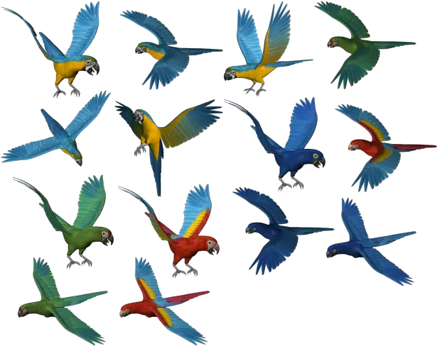 Parrot Png Transparent Background For Free Download 3 Free Png Images Download Parrot Transparent Background