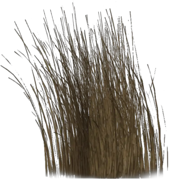 Dry Grass Png 4 Image Transparent Background Dry Grass Png Dead Grass Png