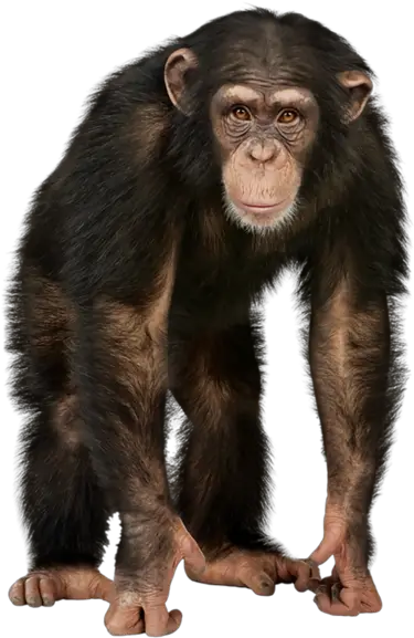 Monkey 4 Pics 1 Word Level 230 Answer Png Monkey Png