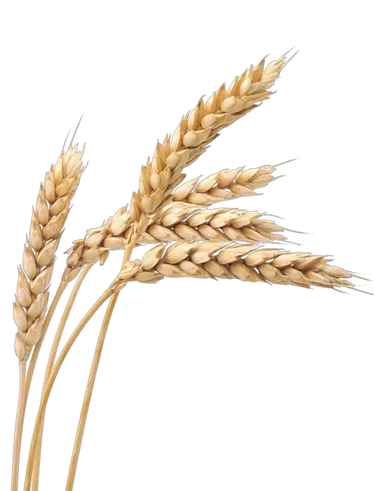 Grain Png And Vectors For Free Download Dlpngcom Transparent Background Png Wheat Grain Grain Texture Png